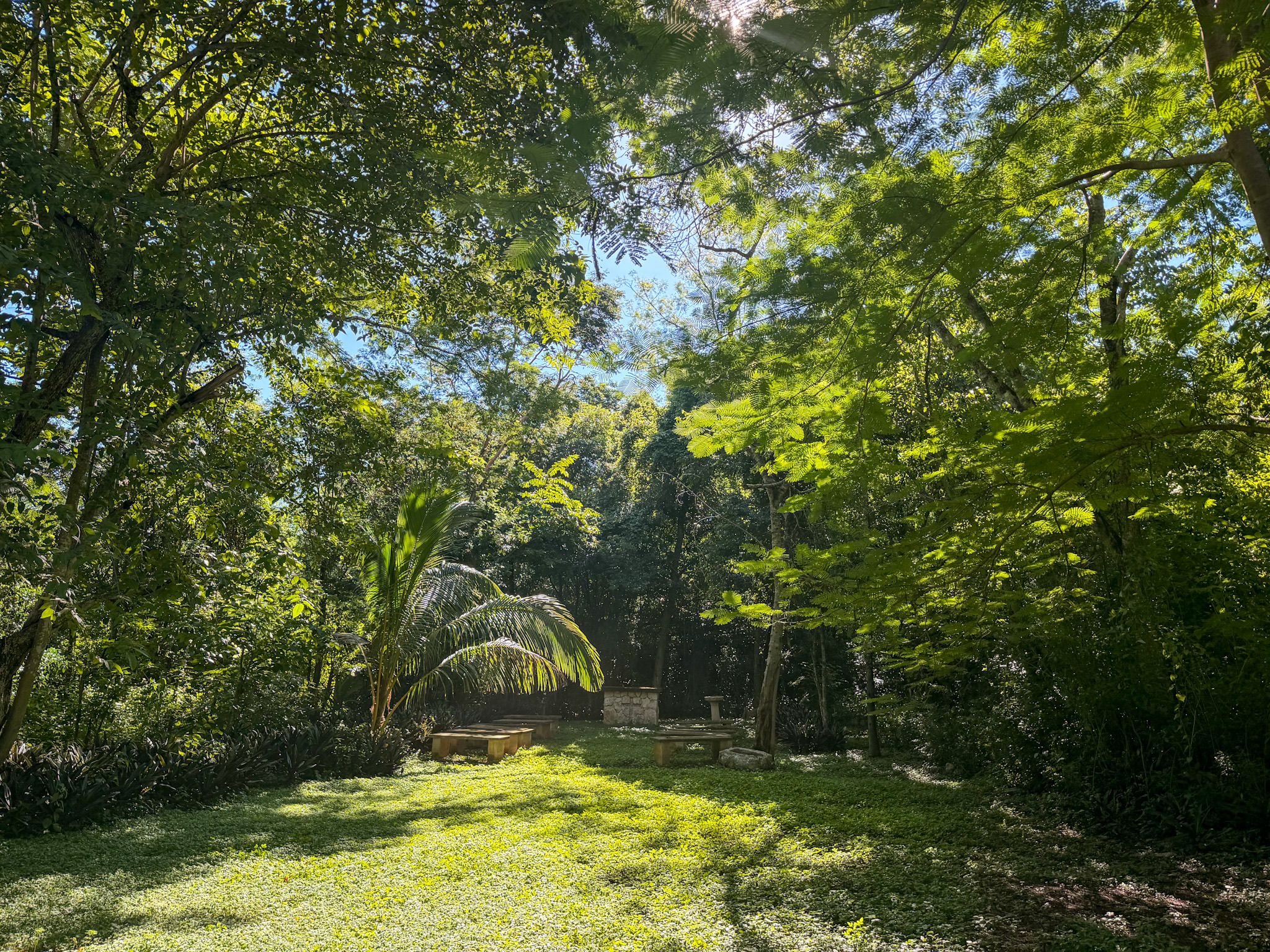 A garden with a pathway, benches, and a variety of trees and plants.