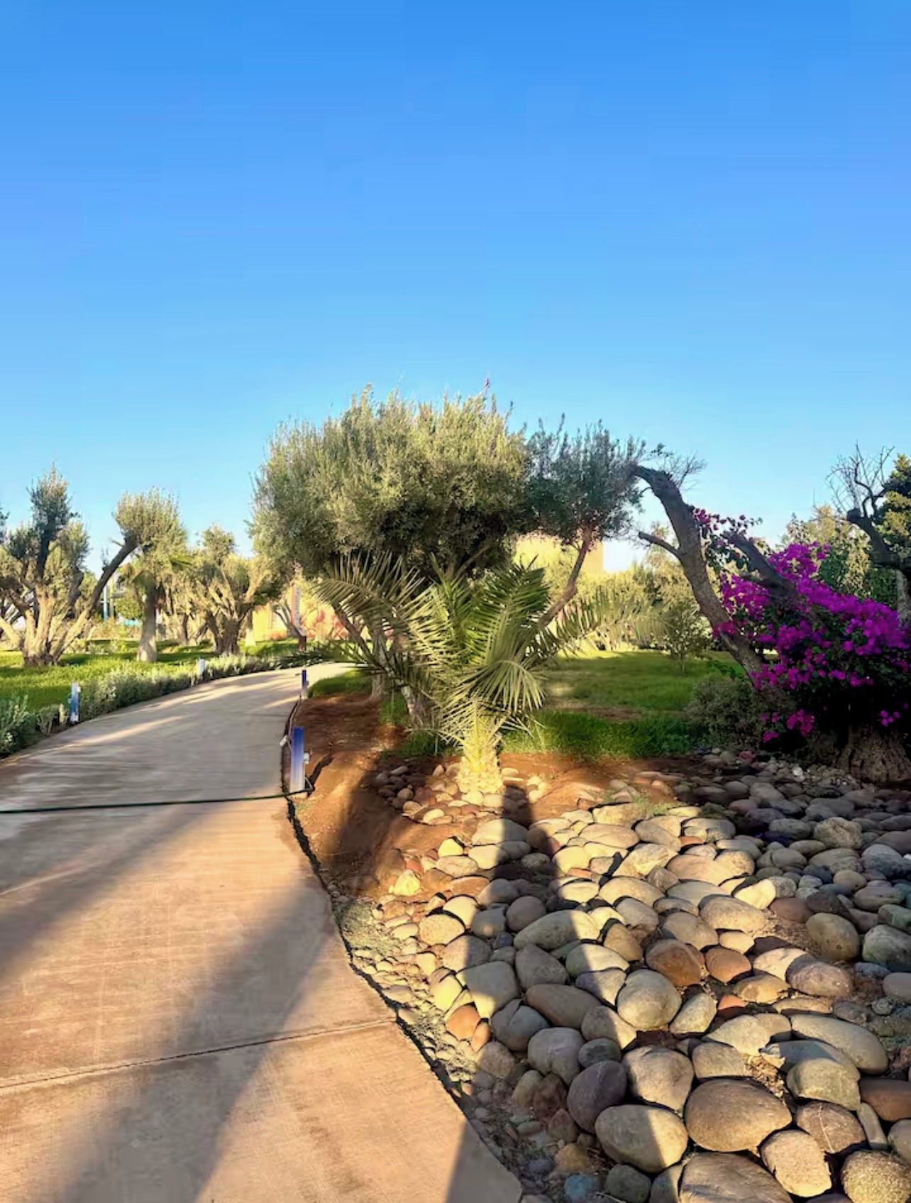 A paved pathway with a stone border, surrounded by various trees and shrubs, including a palm tree and purple bougainvillea.