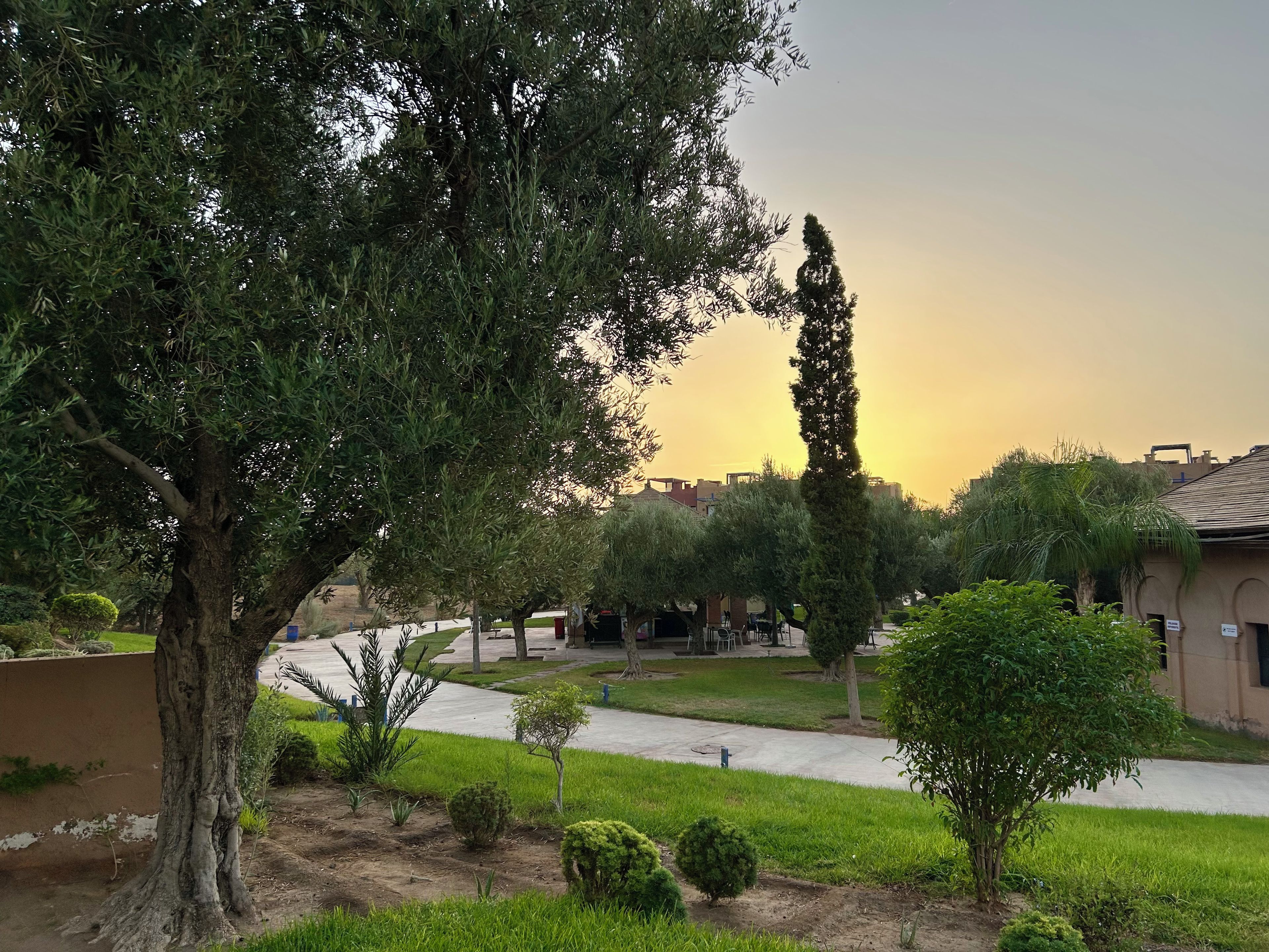 Un patio con un árbol grande, un arbusto pequeño y un sendero que lleva a un edificio.