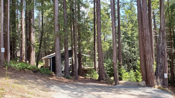 A forested area with a small cabin and a sign prohibiting vehicles beyond a certain point.
