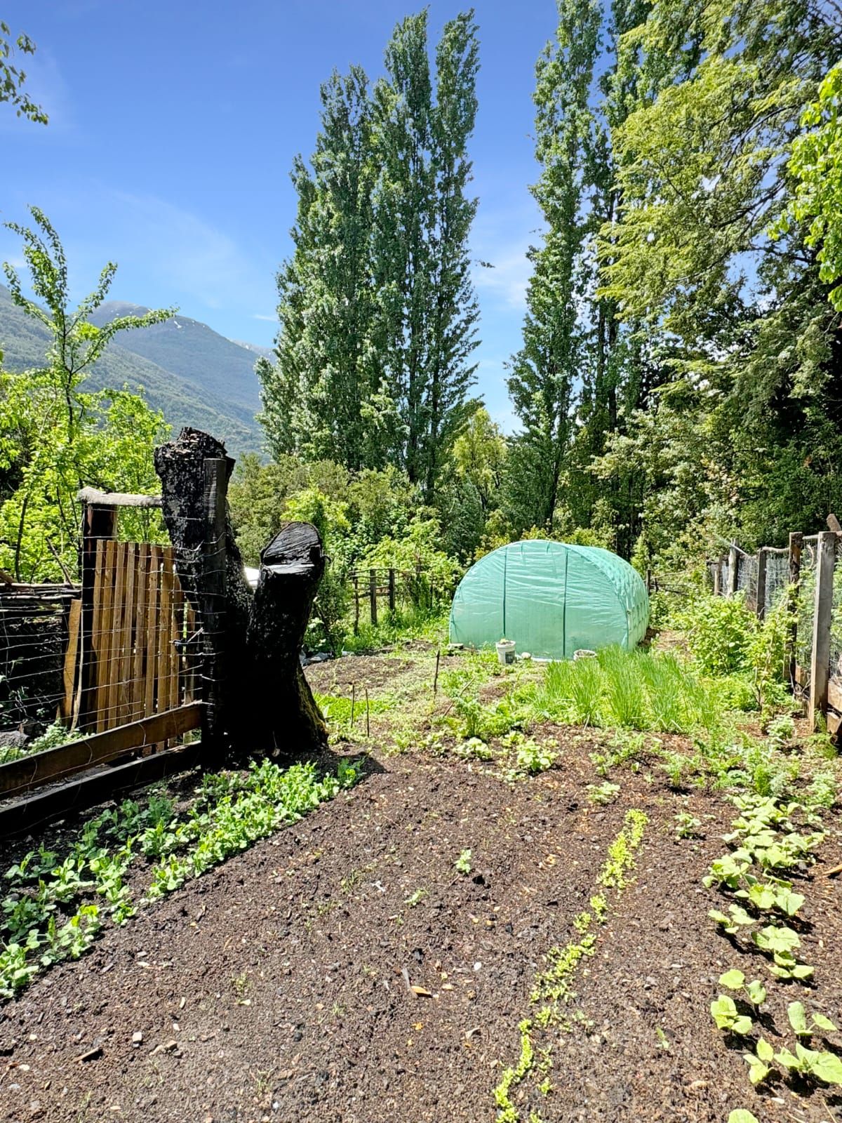 Un jardin avec une tente verte, une clôture en bois et le tronc d’un arbre.