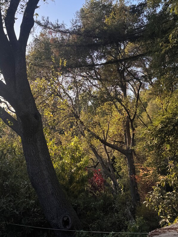 A dense forest with a variety of trees and foliage. - Scandinavian Japanese Inspired Modern Sunny Private Home Nestled in Nature (Santa Cruz)