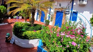 Un cortile con una palma, aiuole fiorite e una bicicletta.