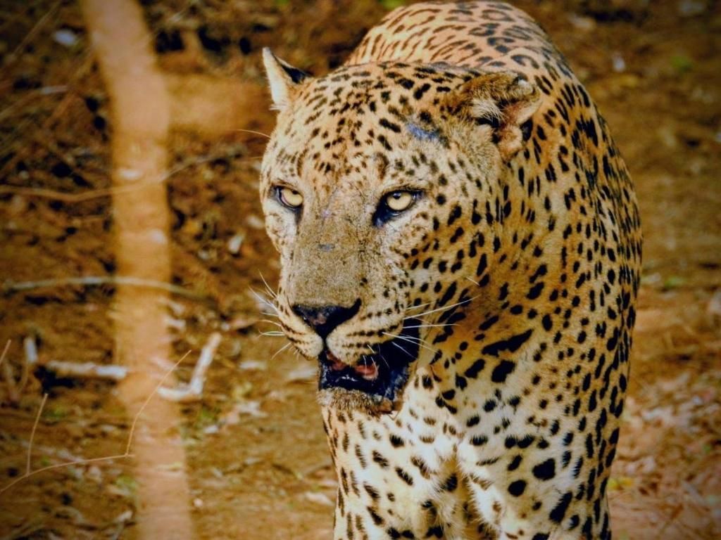 A leopard with a spotted coat, standing in a natural setting with dry grass and a dirt path.