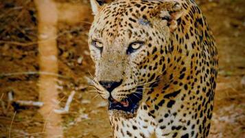 A leopard with a spotted coat, standing in a natural setting with dry grass and a dirt path.