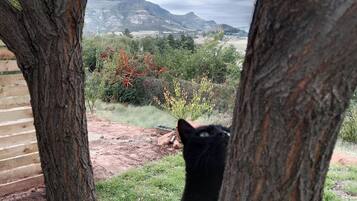 A black cat climbing a tree trunk.