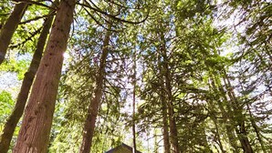 Metsän keskellä sijaitseva mökki, jonka ympärillä kohoaa korkeita puita.