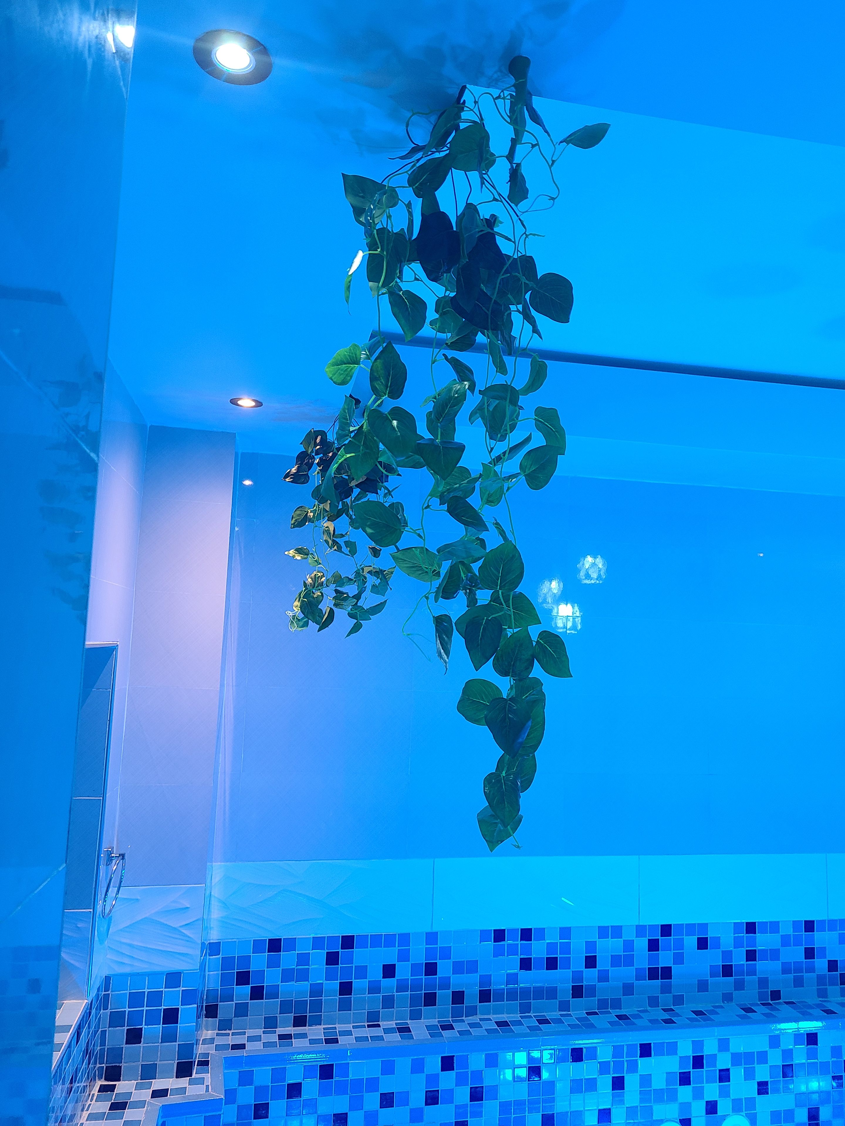 A room with a blue-tiled floor, a hanging plant, and a ceiling with recessed lighting.