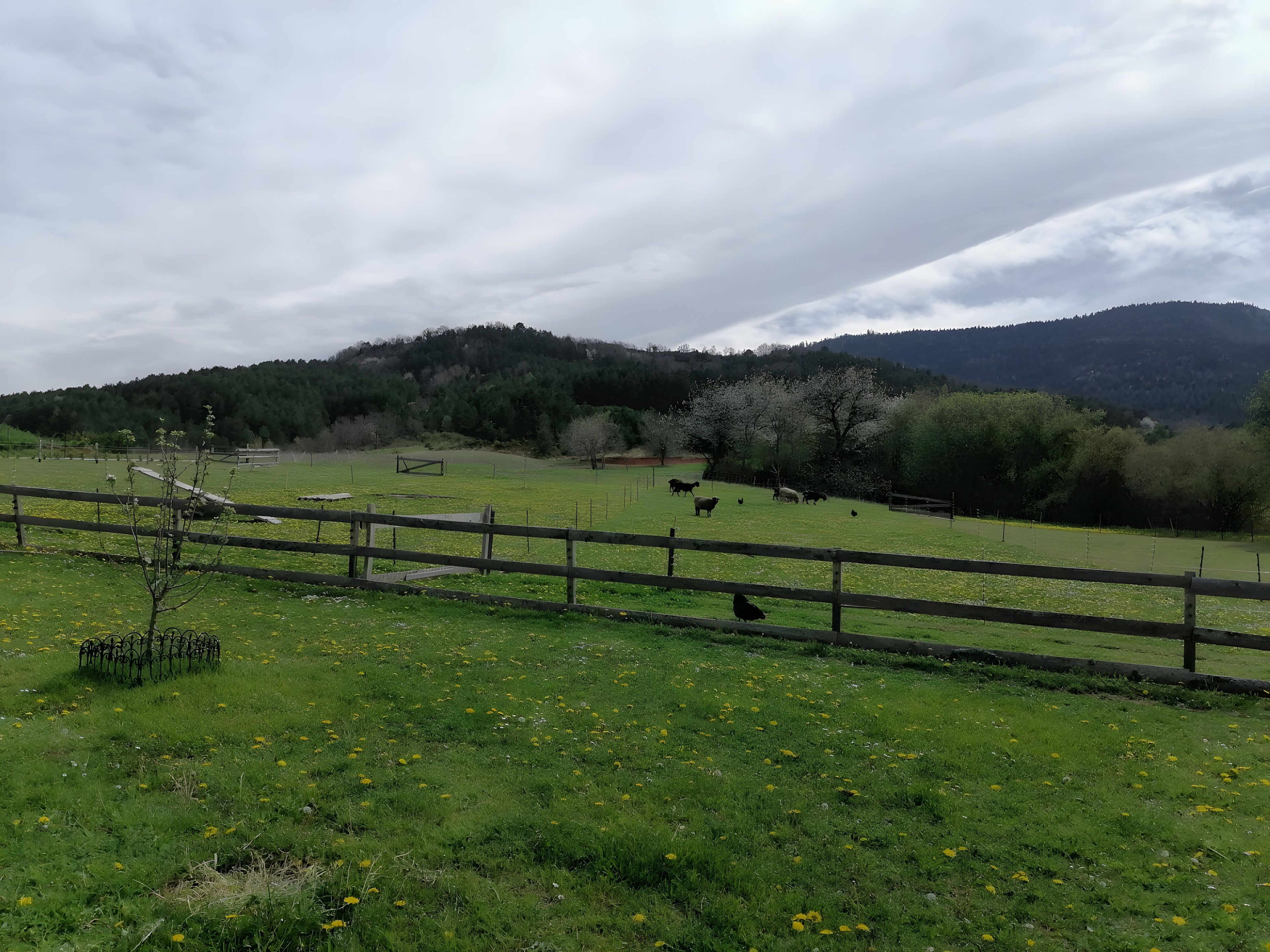 A fenced pasture with grazing animals and a hilly landscape in the background.