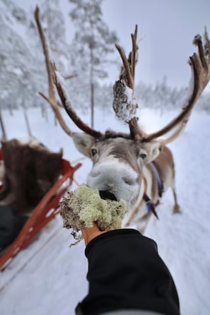 A close-up of a reindeer with antlers, a person holding a mossy object, and a sled in a snowy landscape.