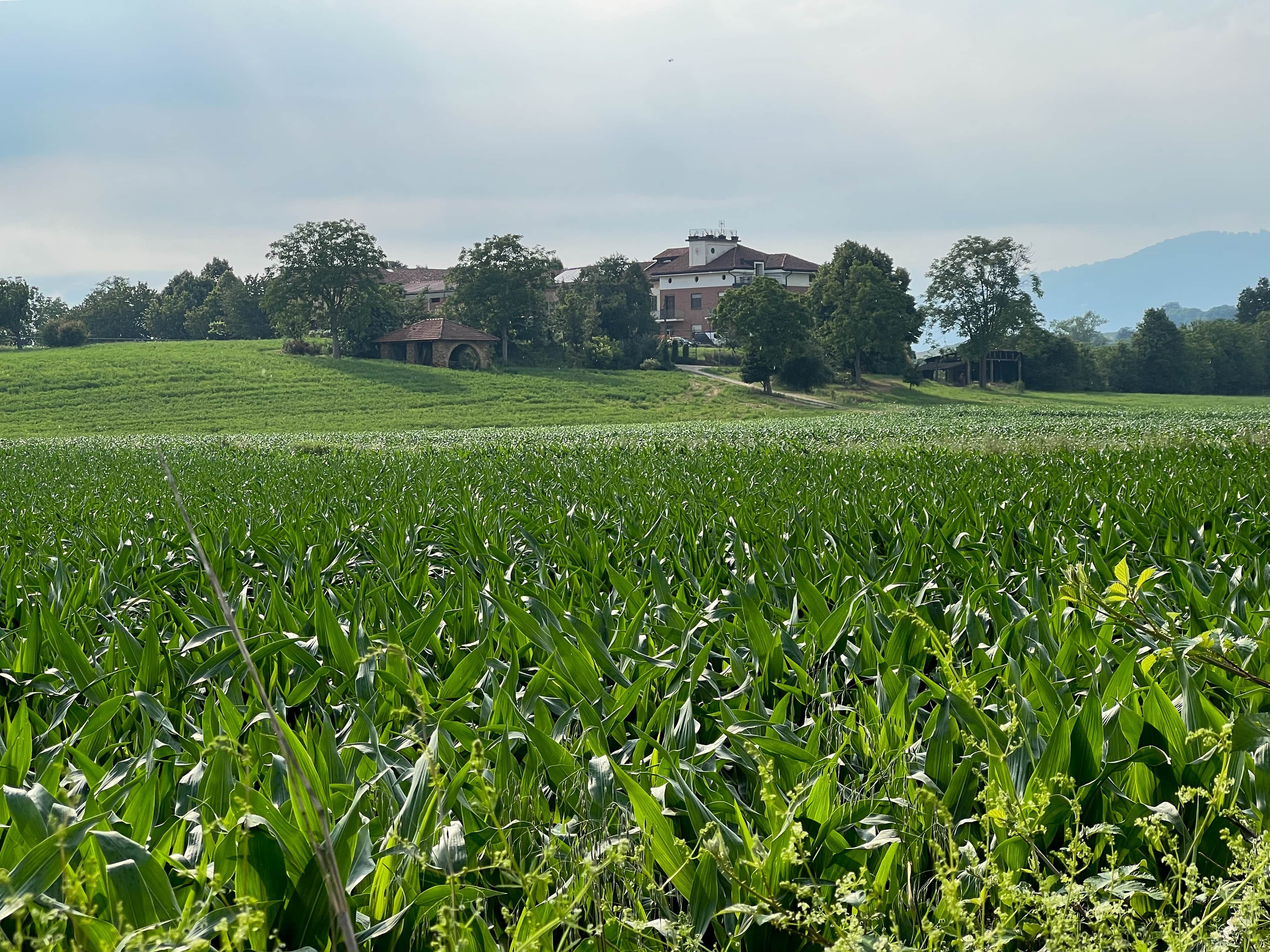 Un campo coltivato con un edificio sullo sfondo.