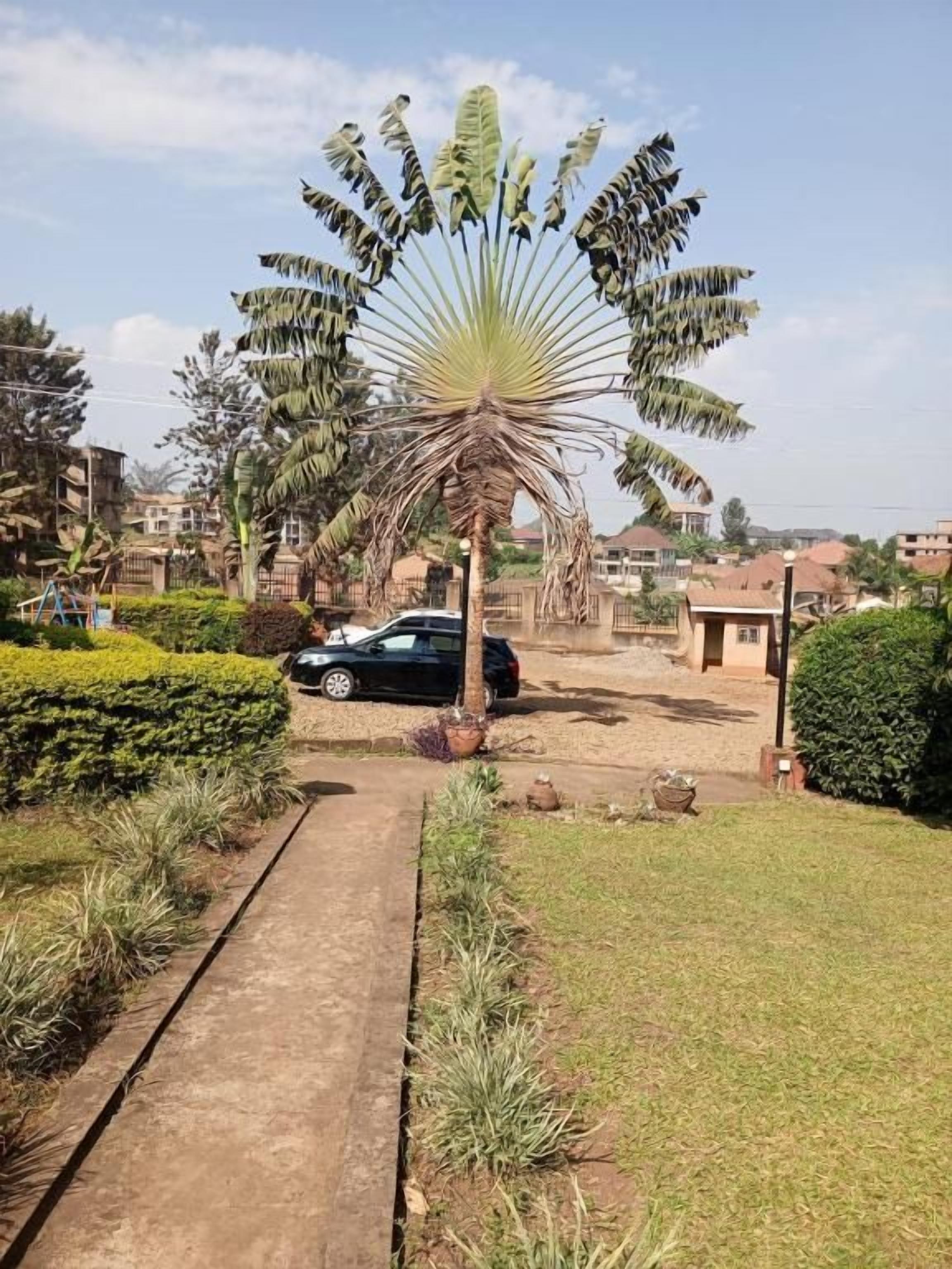 A residential area with a palm tree, a paved driveway, and a parked car.