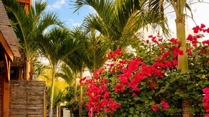 A pathway leading to a wooden structure with a thatched roof, surrounded by lush greenery and flowering plants. - Côté Plage (Saint-Paul)
