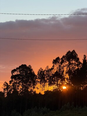 A sunset with trees silhouetted against the sky.