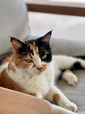 Eine Katze liegt auf einer Couch, hinter ihr ein Kissen.