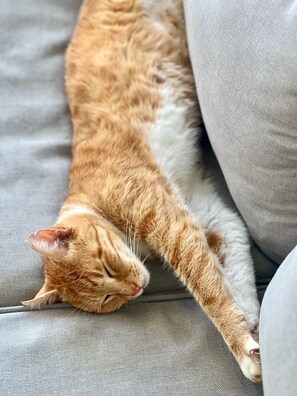 Eine Katze liegt auf einer grauen Stoffoberfläche.