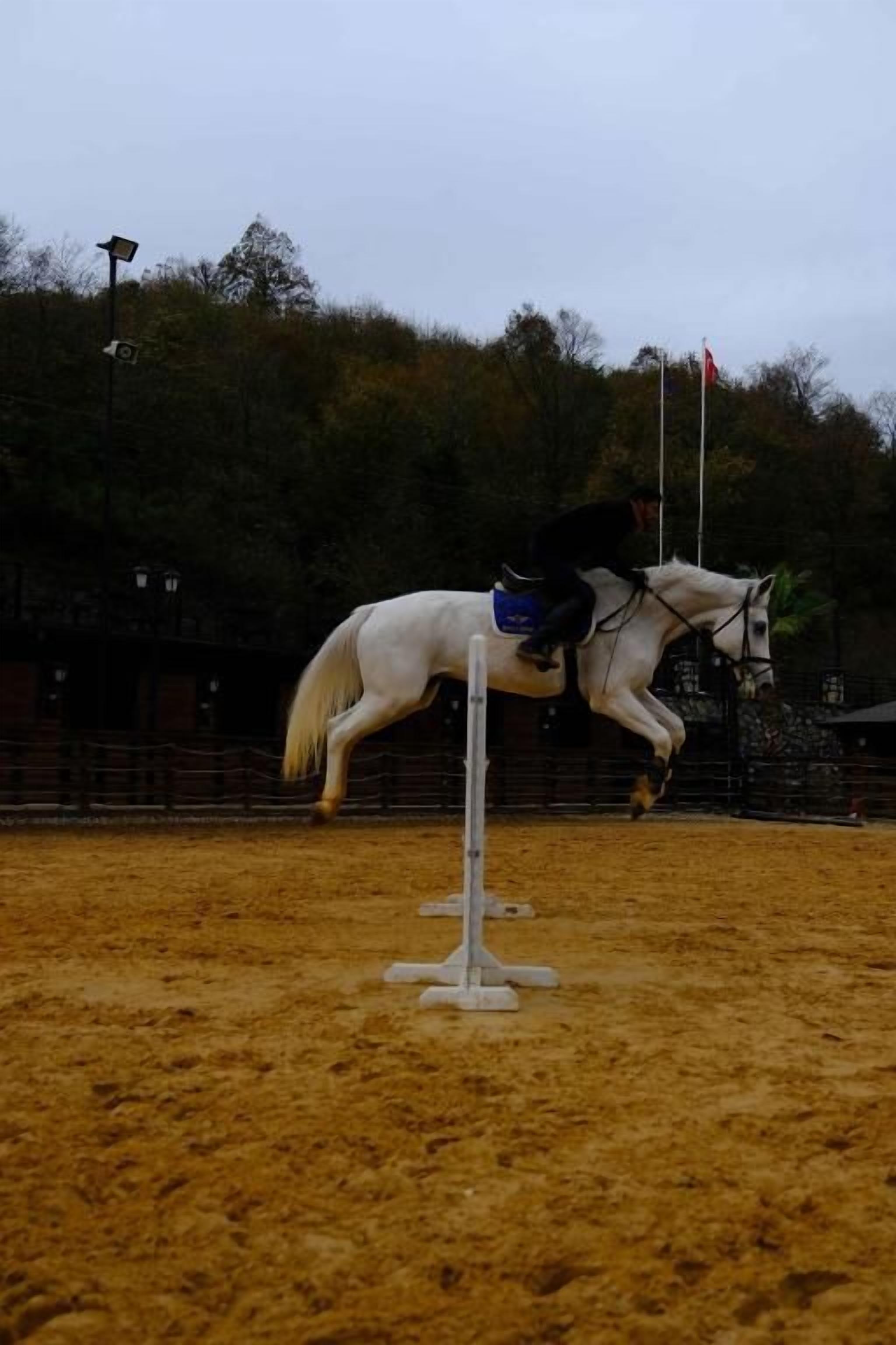Un caballo en pleno salto sobre un obstáculo blanco en una arena al aire libre con suelo de arena.