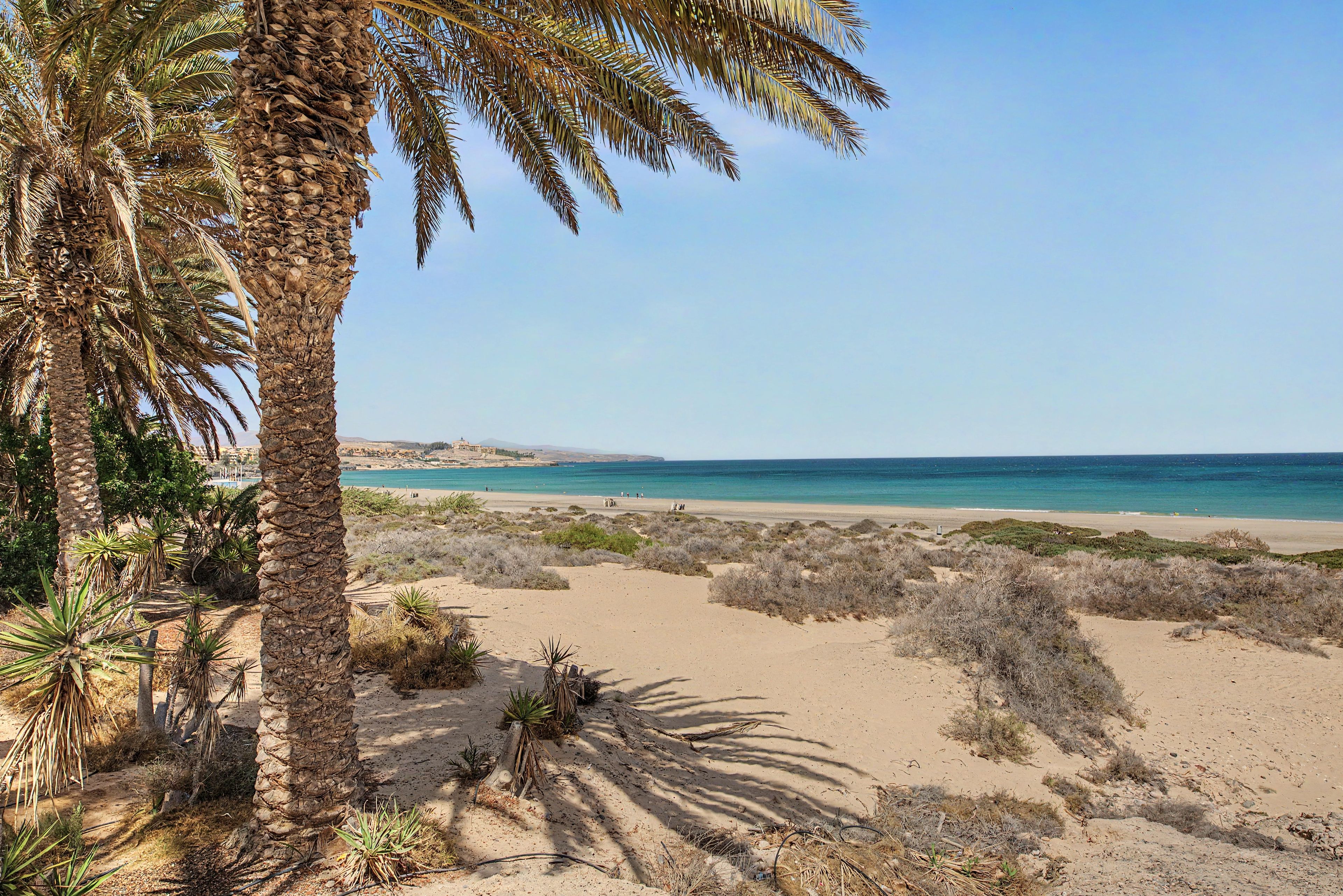 Ein sandiger Strand mit einer Palme und spärlicher Vegetation.