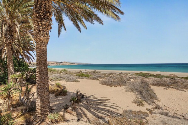 Une plage de sable avec un palmier et une végétation clairsemée.