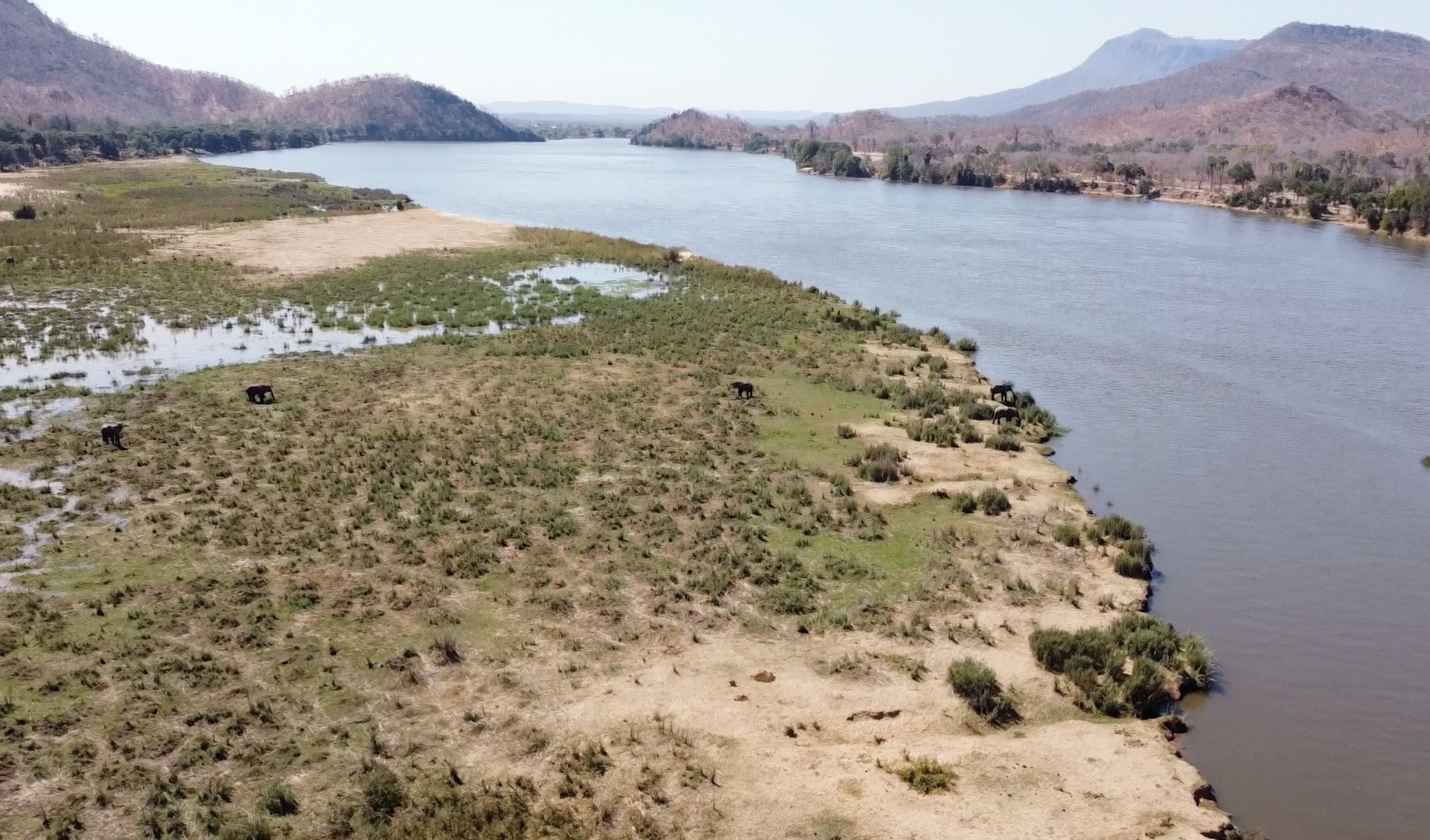 A river with a grassy bank and a few animals.