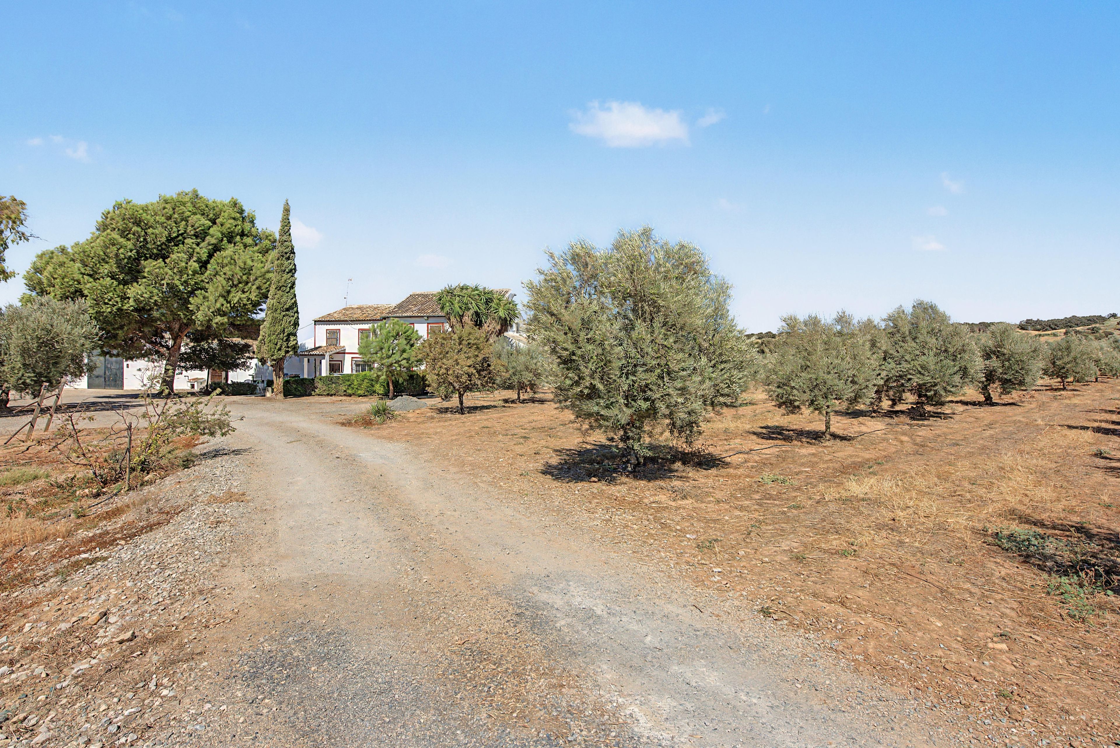 A rural road leading to a white building with a tiled roof, surrounded by olive trees and dry grass.