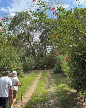 Un sendero serpentea por un jardín lleno de flores rojas y follaje verde.