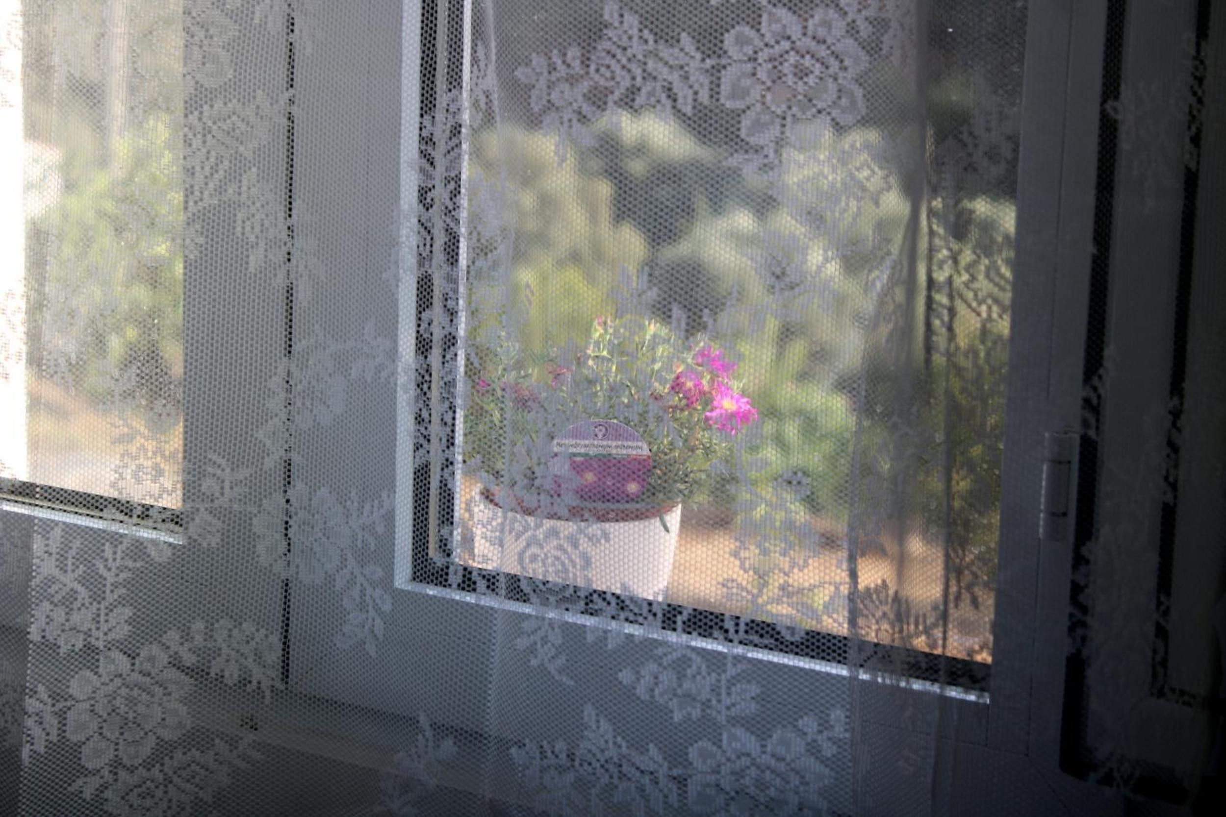 Una ventana con un estampado floral, a través de la cual se ve una planta en maceta con flores rosadas.