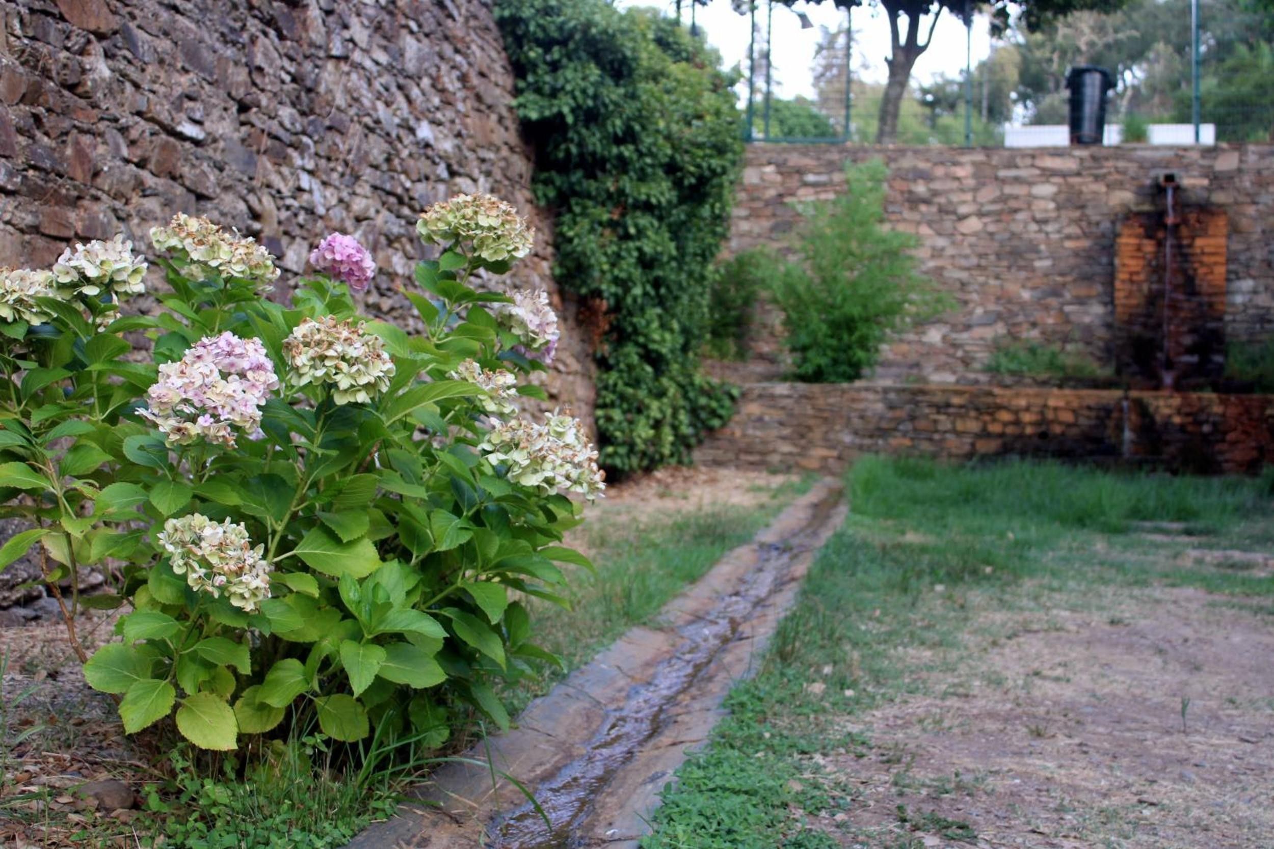 Un jardín con arbustos de hortensia, un muro de piedra y un sendero estrecho.