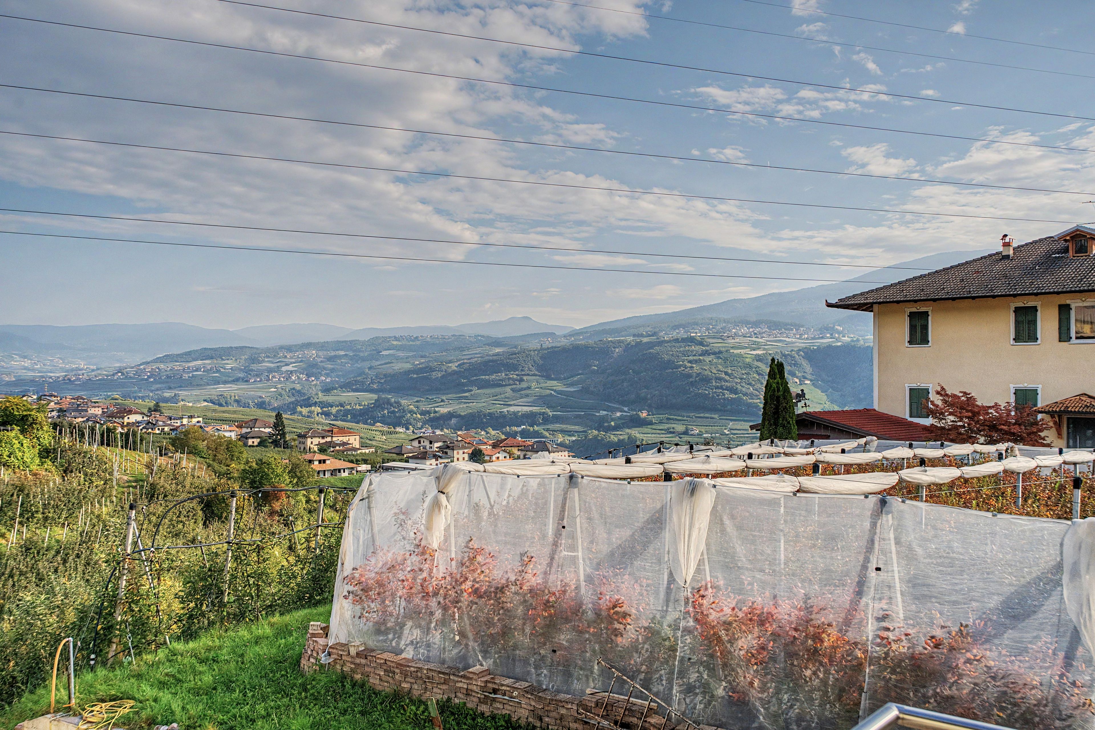 A vineyard with rows of grapevines, a house with a red roof, and a mountain range in the background.