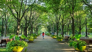 Un sendero en un parque bordeado por macetas amarillas y bancos, con árboles sobre él.