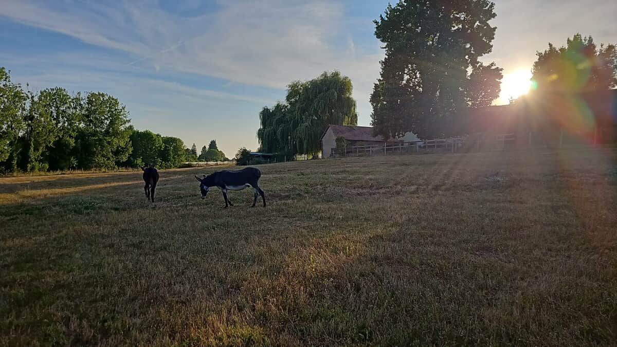 A field with two horses and a building in the background.