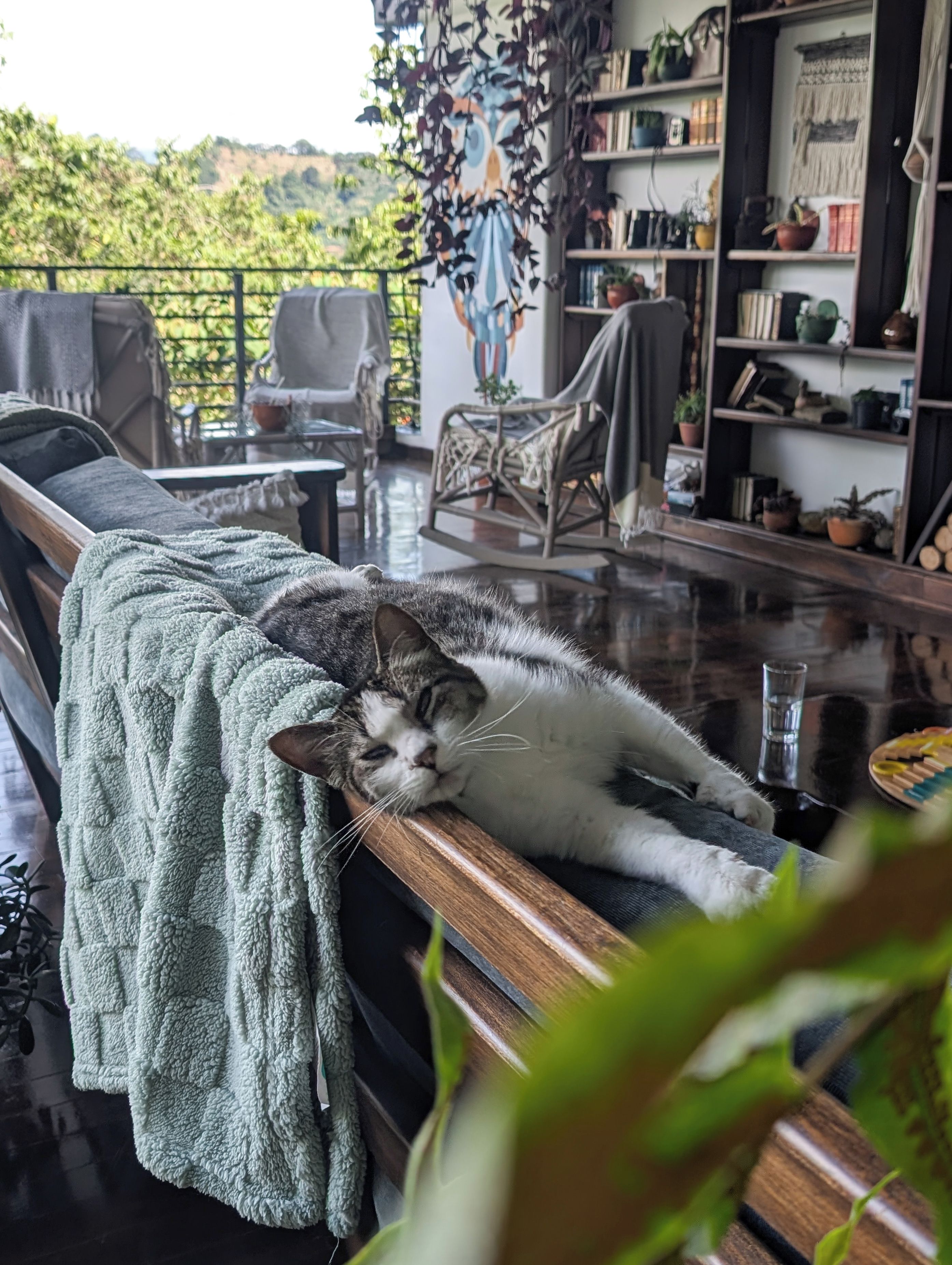 A cat lying on a wooden bench in a cozy room with a view of greenery outside.
