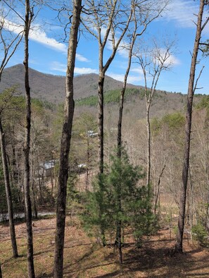 A forested area with tall trees and a mountain in the background.