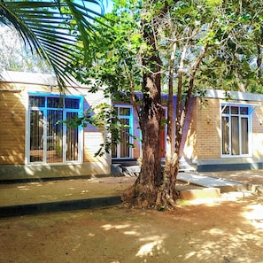 A tree in front of a building with a brick facade and blue-framed windows.