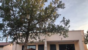 Un edificio moderno con techo plano, ventanas amplias y un árbol en primer plano.