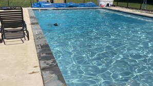 Pool - Commissioning Week: Spacious 4+-bedroom house on 2 acres, pool & animal friendly (Lothian)
