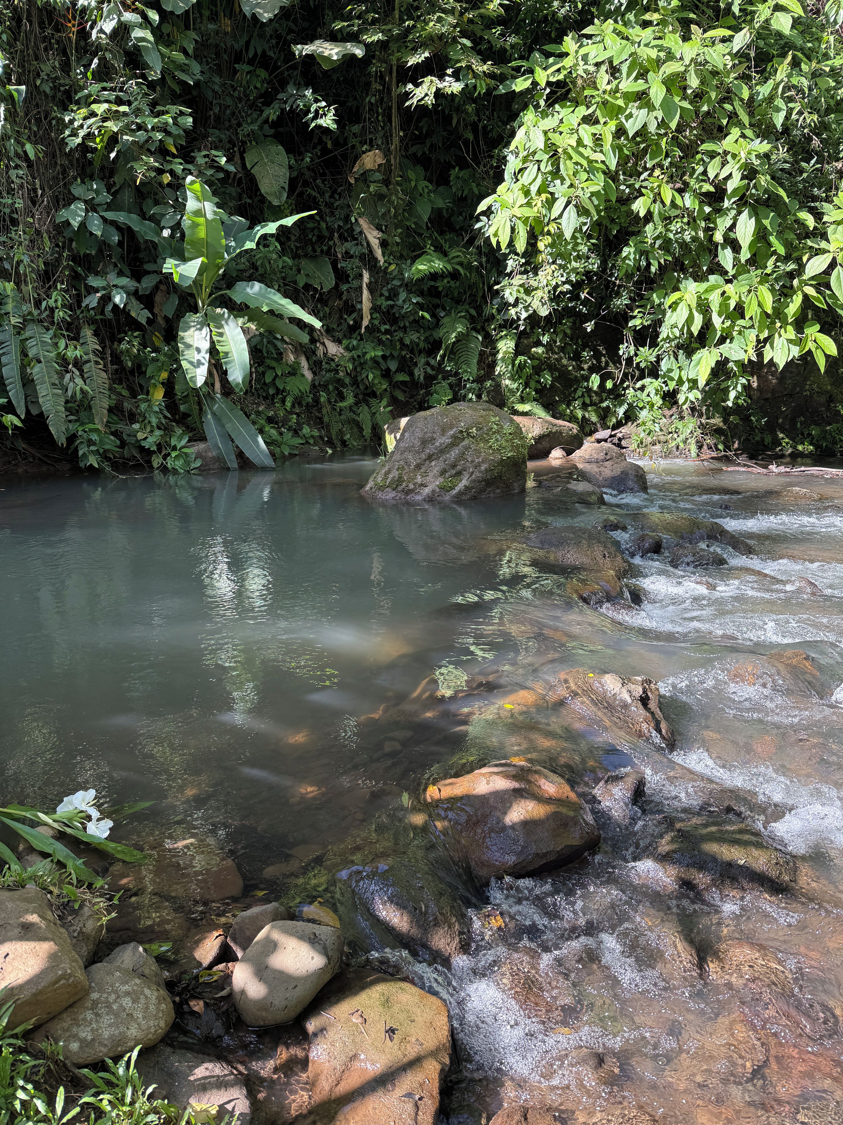 Un ruisseau aux eaux claires, bordé de rochers et d’une végétation luxuriante.