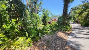 A pathway leading to a building surrounded by dense tropical vegetation.