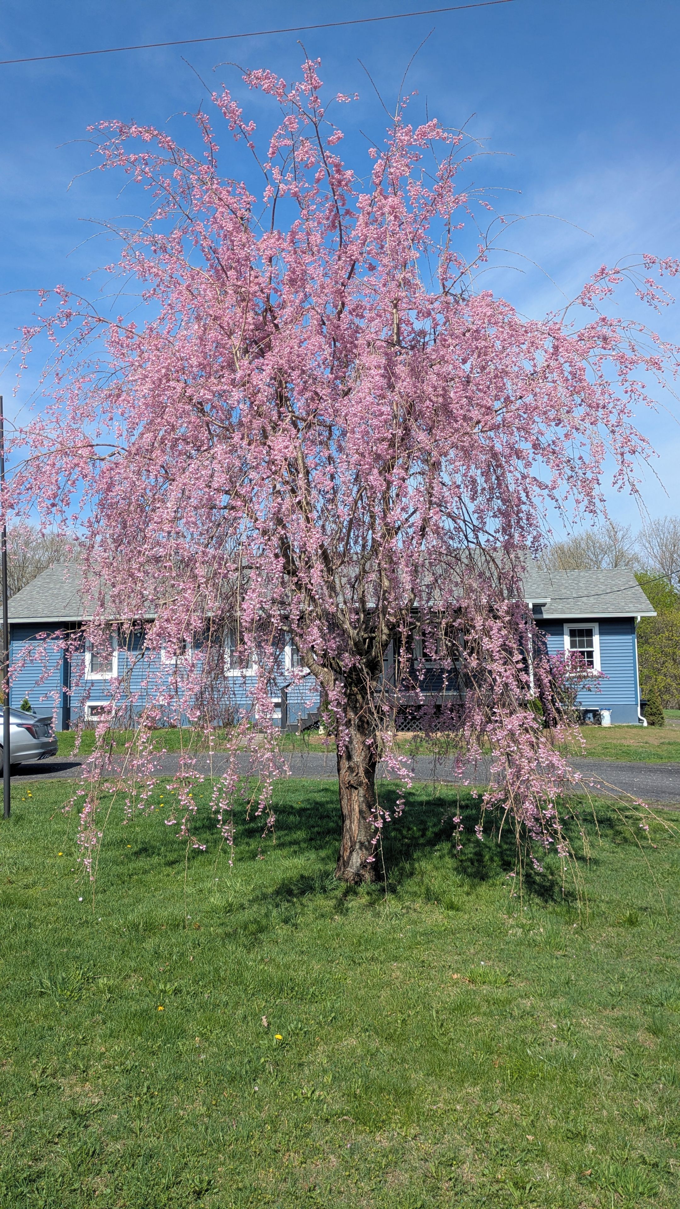 A tree with pink blossoms in front of a house.