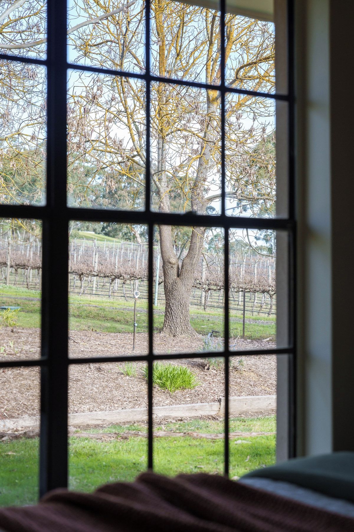 Une fenêtre donnant sur un vignoble et un arbre.