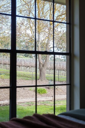 A window with a view of a vineyard and a tree.