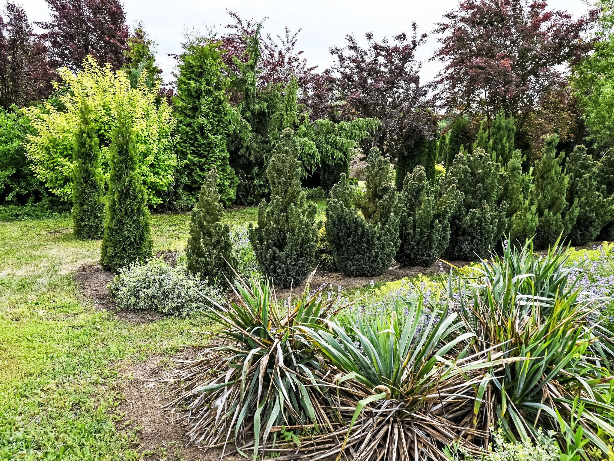 Un jardin agrémenté de divers arbustes et plantes, dont certains ont des feuilles en forme d’aiguilles et d’autres, des feuilles larges.
