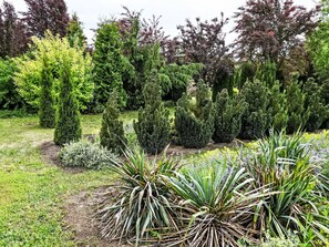 Un jardín con diversos arbustos y plantas, algunas con hojas en forma de aguja y otras de hojas anchas.