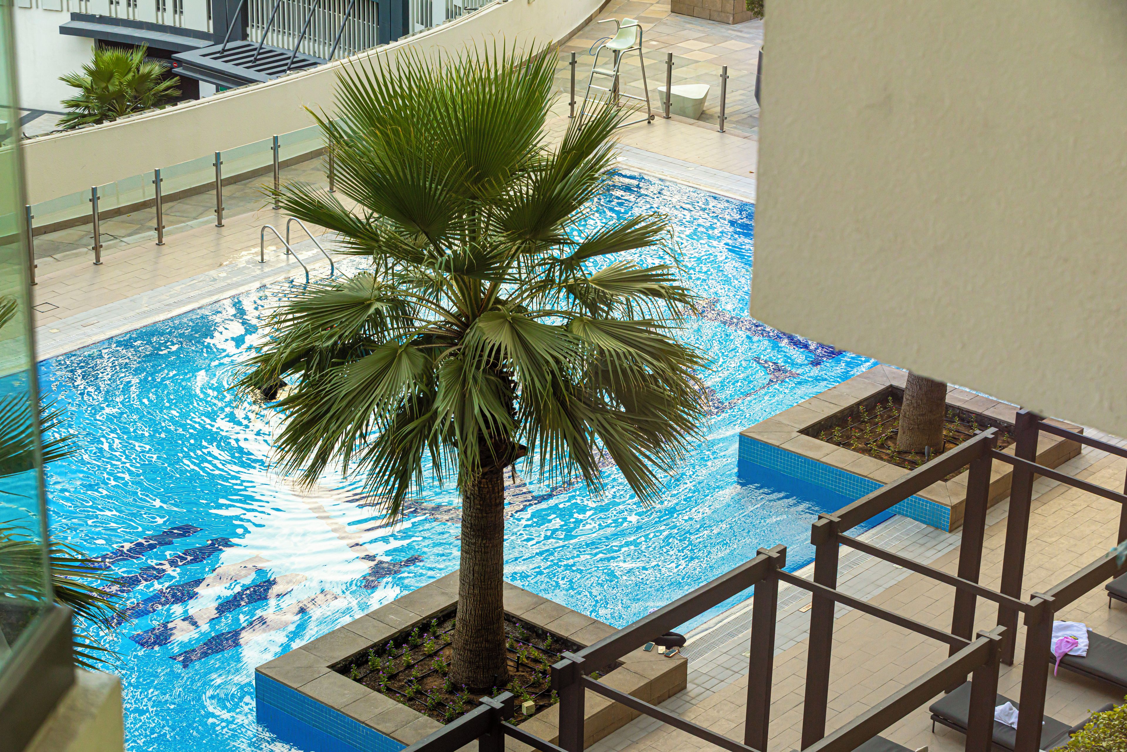 Une piscine bordée d’un palmier, elle-même entourée d’une terrasse carrelée.