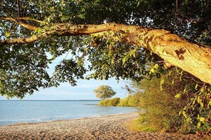 A beach with a tree overhanging the path, a clear view of the water, and a distant tree on the horizon. - Holiday home in Waren with swimming pool (Waren)