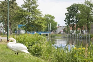 A swan near a body of water with a bridge and buildings in the background.