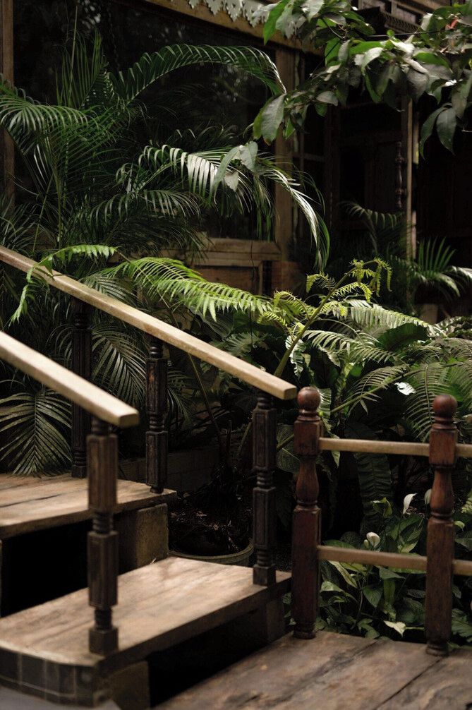A wooden staircase with a handrail, surrounded by lush green foliage.