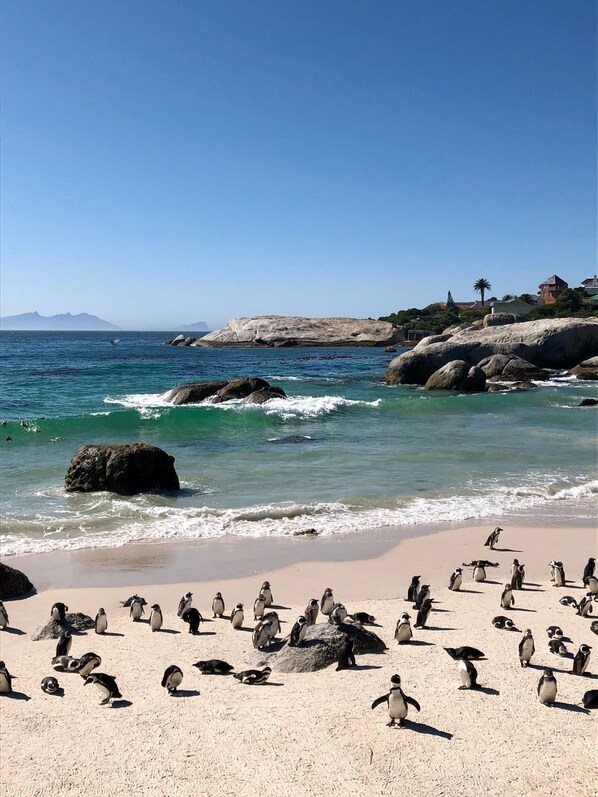 A beach with penguins and large rocks.