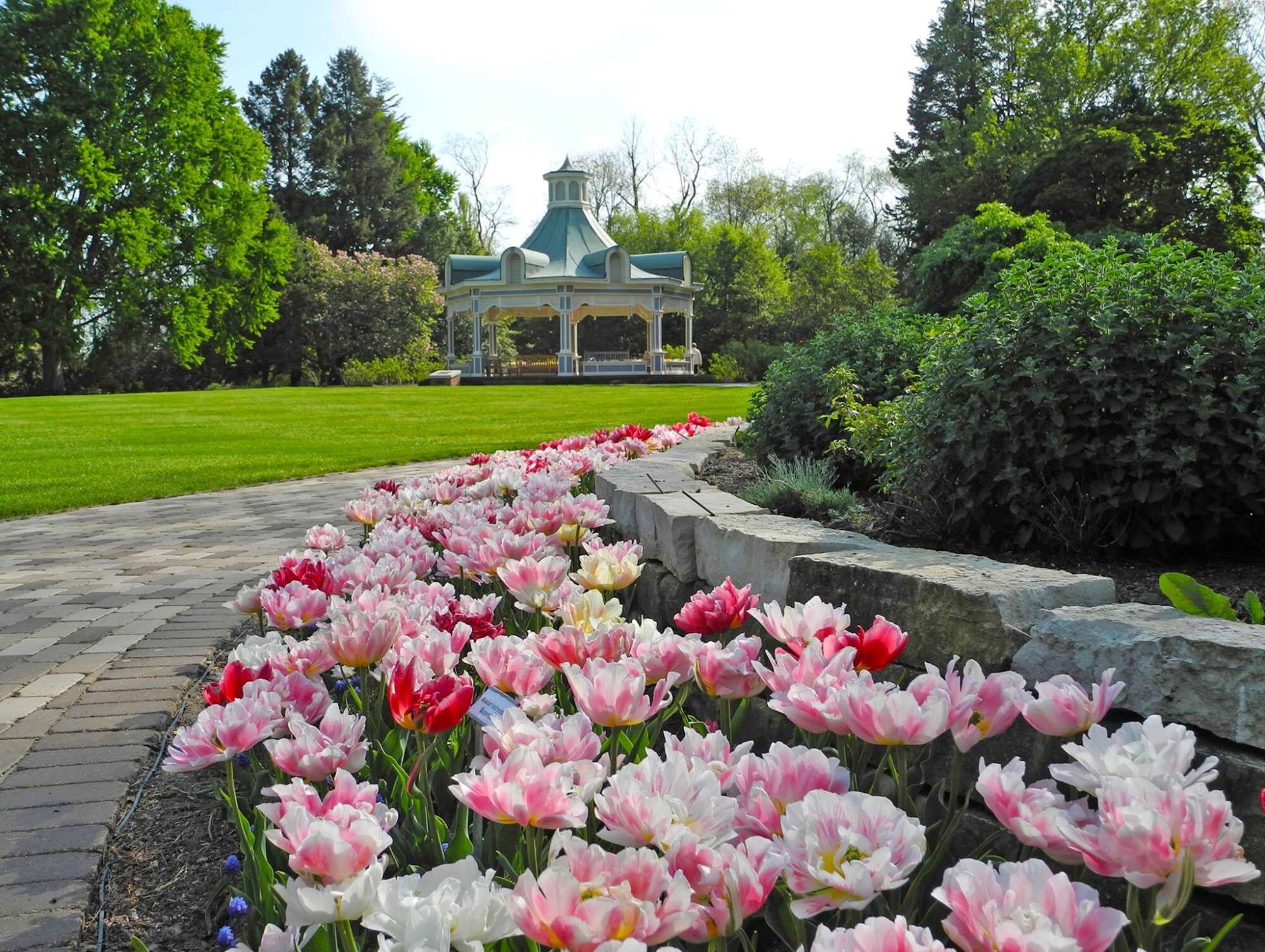 A garden with a gazebo and a pathway lined with tulips.