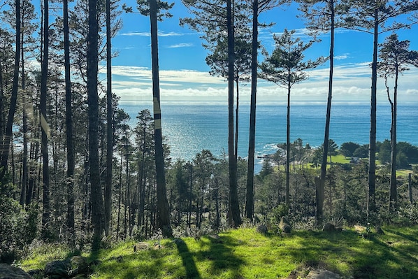 Un área boscosa con árboles altos y vistas al océano.